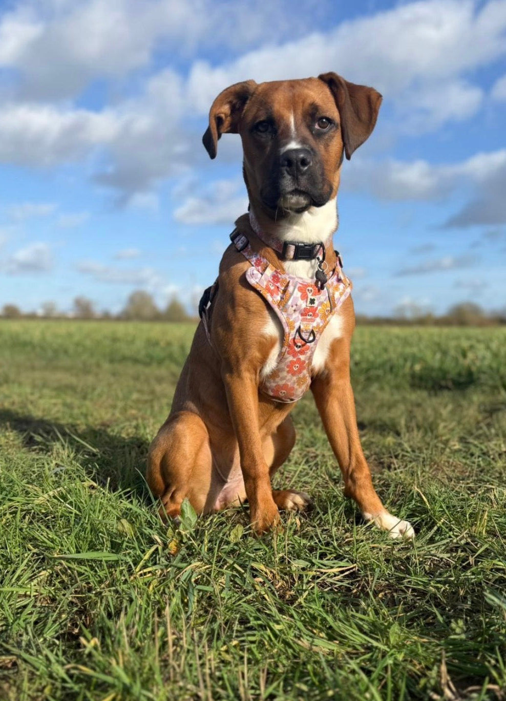 Bloom and Doom Harness