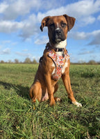 Bloom and Doom Harness