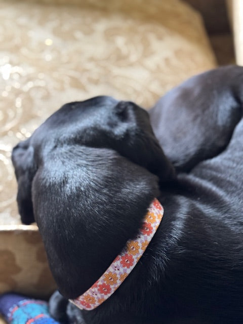 Bloom and Doom Collar